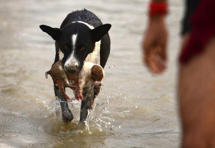 La imagen que se viralizó de la emergencia que vive India por inundaciones