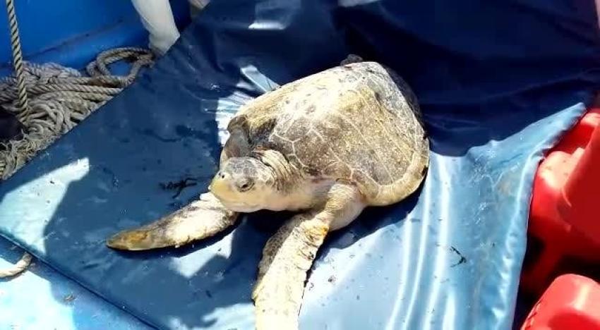[VIDEO] Liberan tortuga marina en reserva islas Choros y Damas de Coquimbo