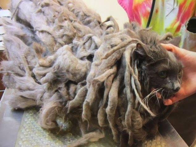 "Bob Marley": La triste historia de un gato que vivió atrapado por meses en su propio pelaje