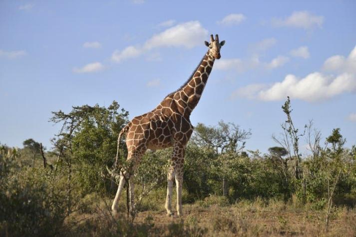 La familia de un científico lucha por su vida tras brutal ataque de una jirafa en Sudáfrica