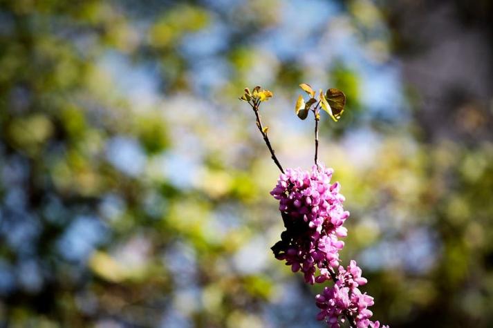 ¿Eres alérgico? Aplicación chilena te dice el nivel exacto de polen que hay en un lugar