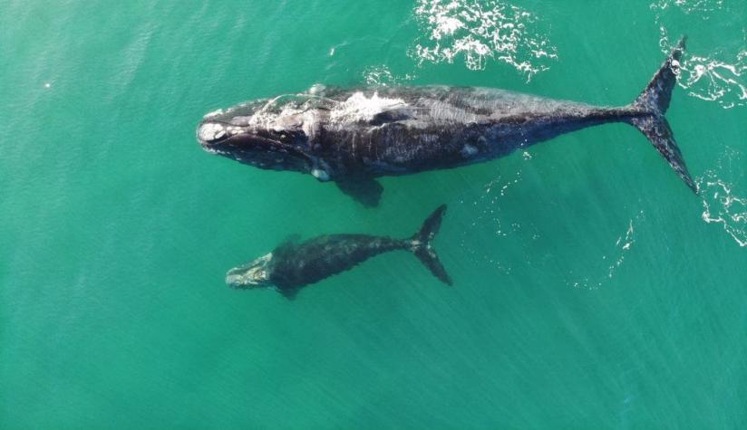 [VIDEO] El conmovedor paseo de una ballena franca y su cría frente a la bahía de Quintay