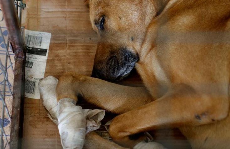 ¿Qué hacen las mascotas en su último momento de vida?: Esto puede romper tu corazón