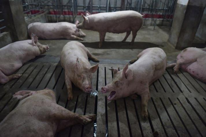 Brote de peste porcina en jabalíes en Bélgica enciende alertas en Europa