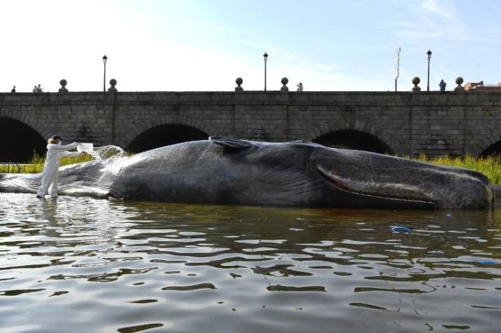 Un cachalote aparece varado en un río de Madrid para concientizar sobre el cambio climático