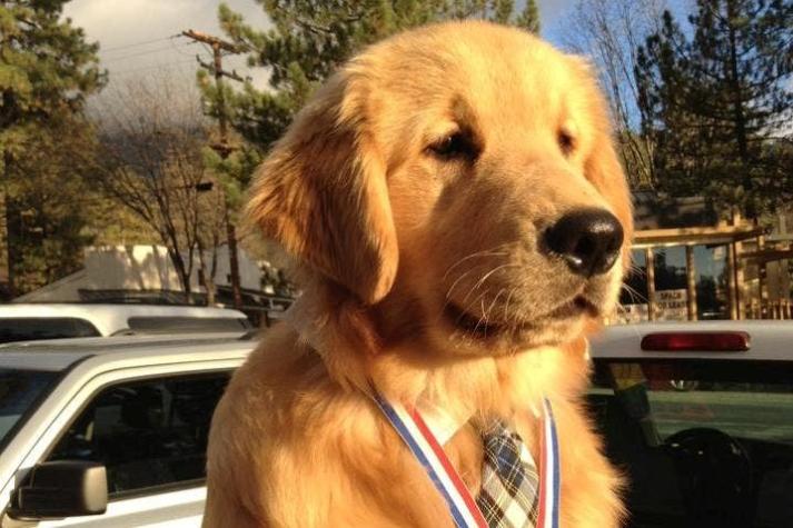 [FOTOS] Eligen a perro como alcalde de un pueblo estadounidense