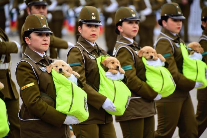 ¡Los más esperados!: Los cachorros que se robaron las miradas en la Parada Militar 2018