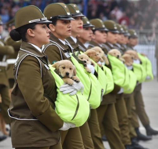 [VIDEO] Así son entrenados los cachorros de Carabineros que se robaron la Parada Militar