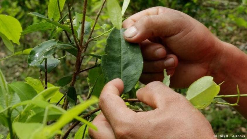 ONU: Colombia bate récords de producción de coca