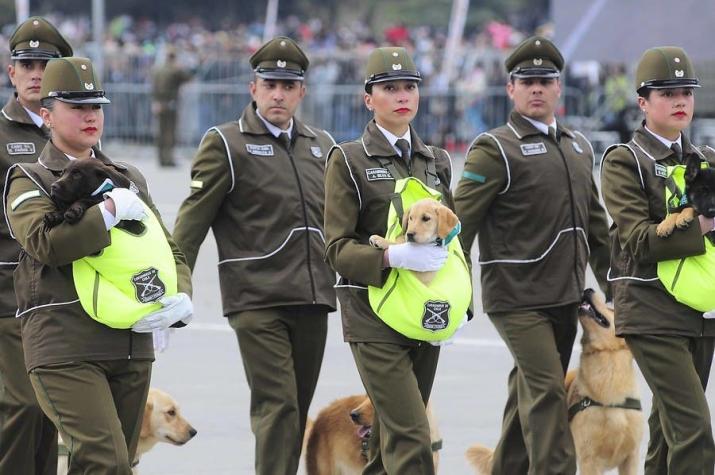 [VIDEO] Así fue el primer día de trabajo de los perros de Carabineros que se lucieron en la Parada