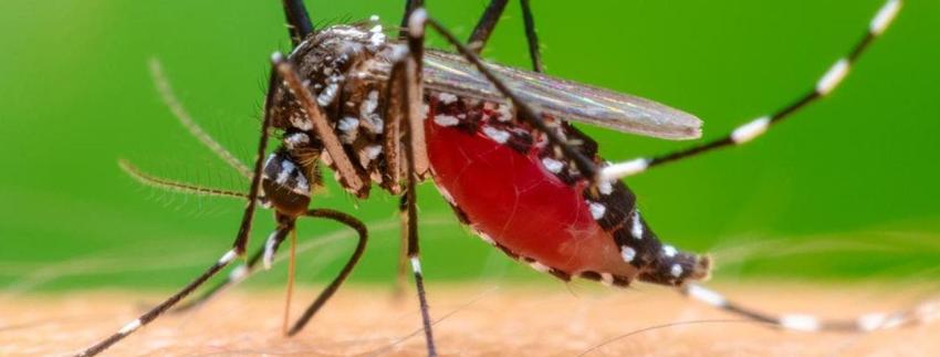 Qué es la malaria, cómo se contagia y cuáles son los síntomas