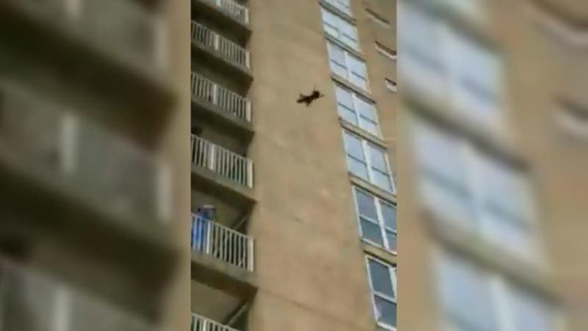 [VIDEO] El impactante momento en que un mapache cae desde un noveno piso y sobrevive