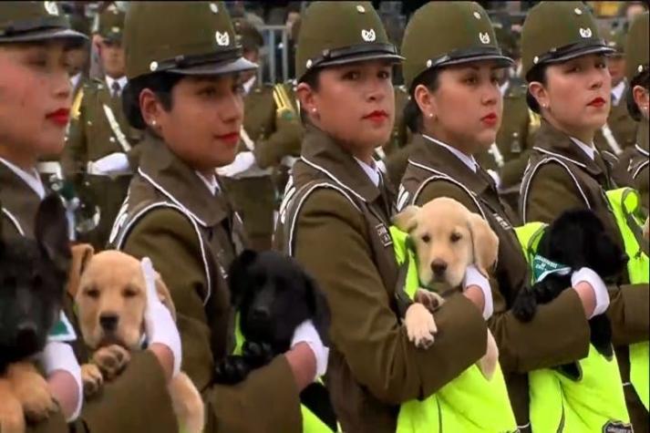 [VIDEO] El primer día como perro policial