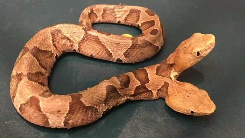 La extraña serpiente de dos cabezas encontrada en el jardín de una casa en Estados Unidos