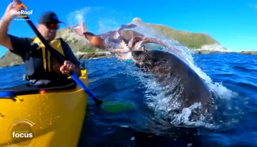 [VIDEO] El increíble golpe de un león marino con un pulpo a un deportista