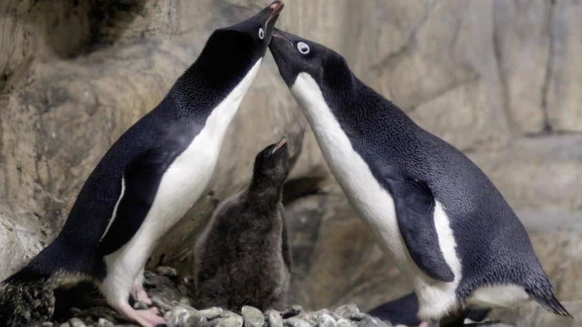 La pareja de pingüinos gay que se llevaron a una cría abandonada y causa drama en Zoo de Dinamarca