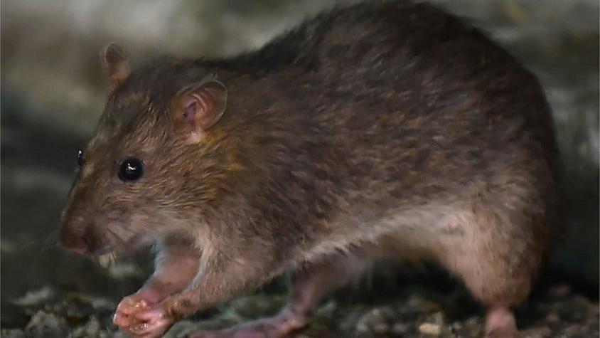 Detectan el primer caso de humanos con hepatitis de rata en Hong Kong