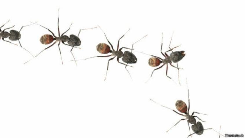 Entregan recomendaciones para evitar hormigas al interior de las viviendas