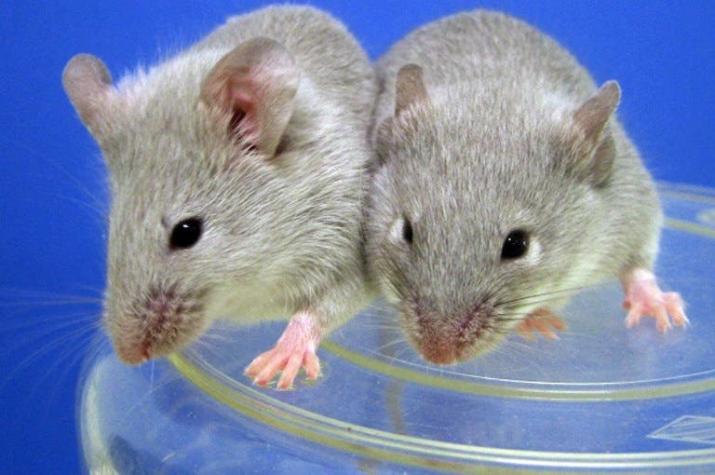 Científicos logran producir crías de ratón de parejas del mismo sexo