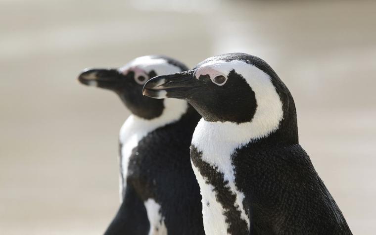 La pareja de pingüinos del mismo sexo que se convertirán en padres en un zoo de Australia