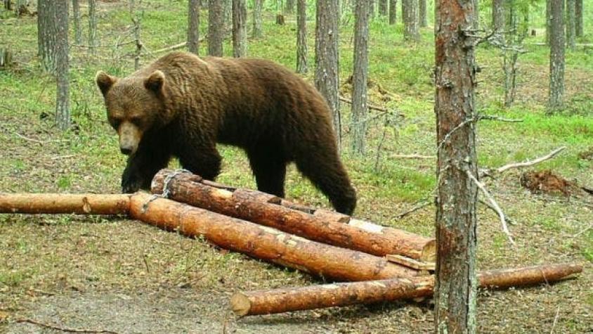 [FOTOS] A lo Renacido: hombre sobrevive a feroz ataque de un oso saltando desde un acantilado