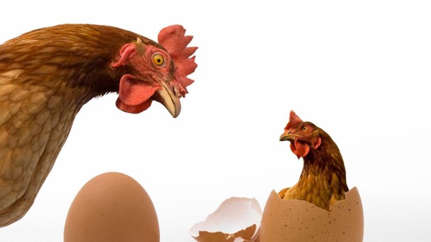 ¿Qué vino primero, el huevo o la gallina? La física cuántica tiene la respuesta