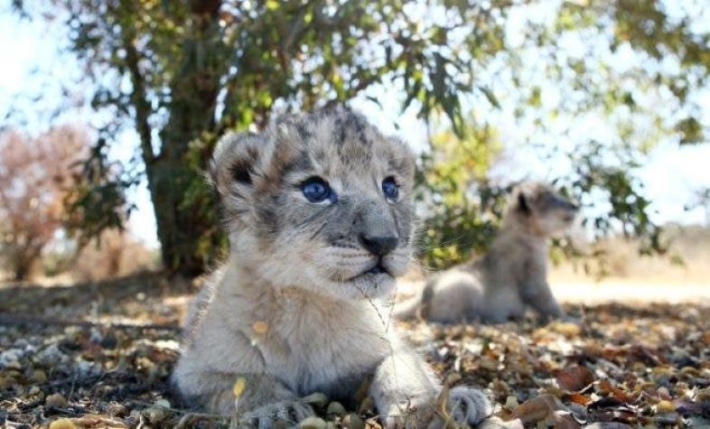 [FOTOS] Nacen los primeros leones concebidos por inseminación artificial