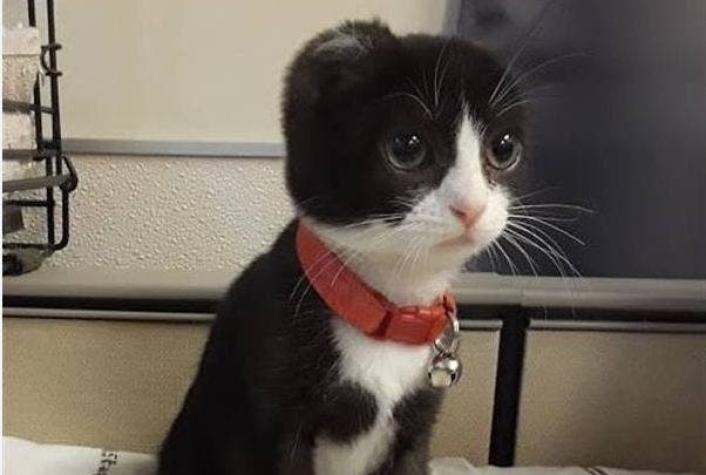 [FOTOS] La tierna historia de un gatito sin orejas ni cola que fue acogido por un refugio