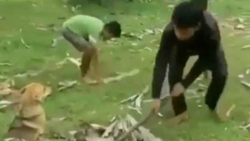 [VIDEO] La arriesgada acción de tres niños para salvar a su perro de una pitón