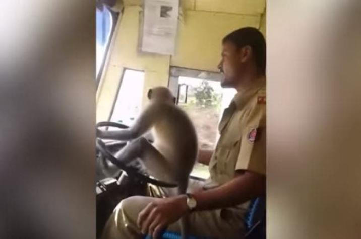 [VIDEO] India suspende a un chofer de bus por dejar "manejar" a un mono