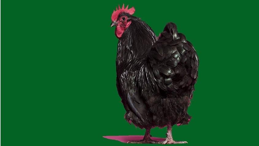 Cómo un estudio sobre los traseros de los pollos desveló el misterio de nuestro sistema inmunológico