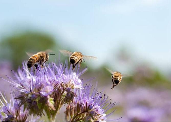 ¿Por qué sería una catástrofe que desaparecieran las abejas y qué hacer para evitarlo?