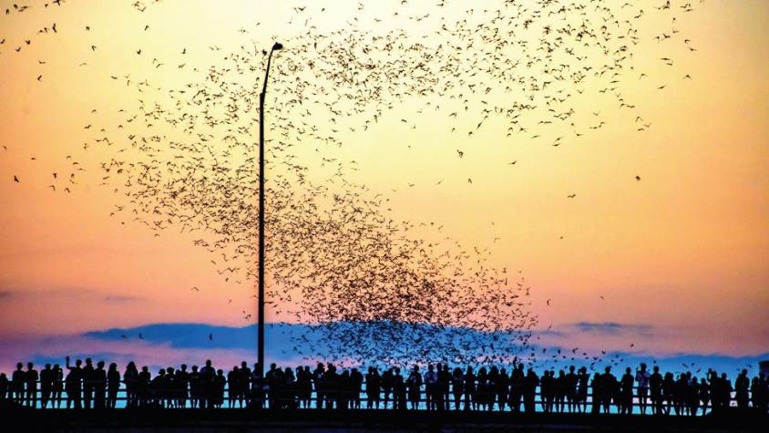 Las fascinantes razones por las que miles de murciélagos migran desde México hacia un puente en EEUU