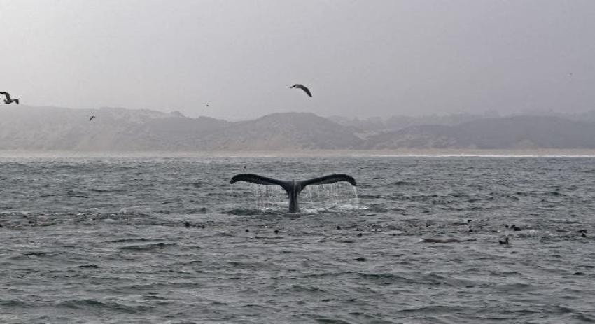 [VIDEO] Así fue el rescate de una cría de ballena desde una red para tiburones