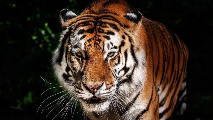 ¿Por qué un perfume de Calvin Klein es usado para atraer tigres y jaguares?