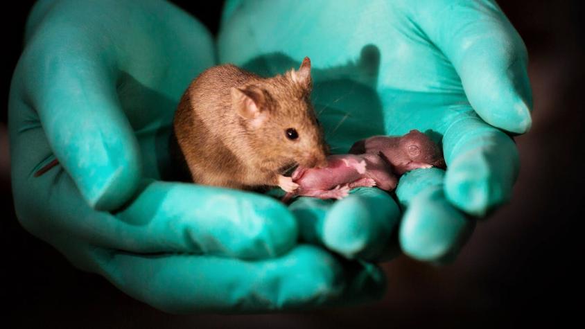 Los ratones del mismo sexo que tuvieron crías rompiendo las reglas de la reproducción