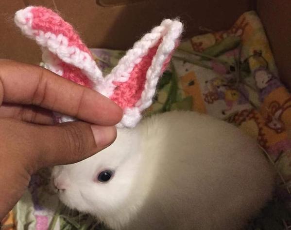 [FOTOS] La tierna prótesis tejida que recibió un conejo que nació sin orejas