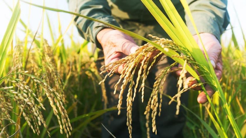 Qué es el "arroz esnórquel" y por qué será preservado durante cientos de años