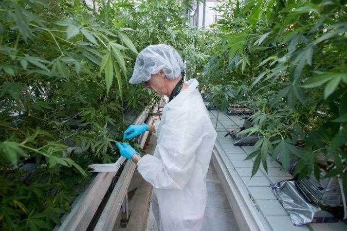 Hasta cuatro plantas por hogar: Canadá aprueba uso de marihuana recreacional