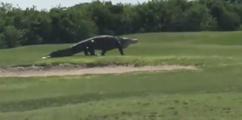[VIDEO] "Chubbs": Reaparece cocodrilo gigante en un campo de golf de EEUU