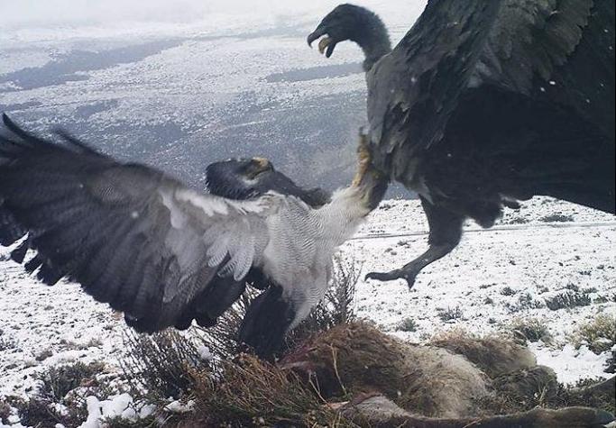 Torres del Paine: Las impresionantes imágenes de la pelea de un cóndor y un águila por una presa