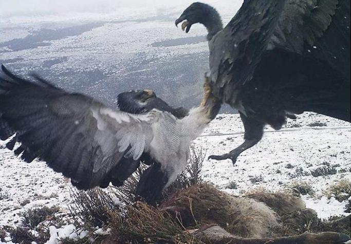 Las impresionantes imágenes de la pelea entre cóndor y águila