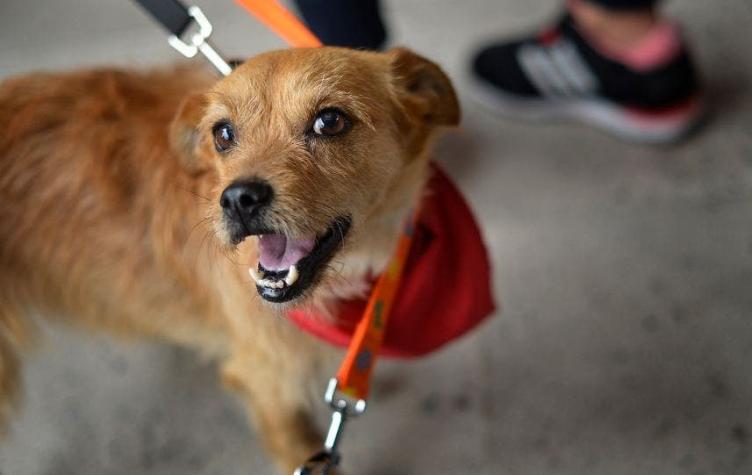 “Cuidado con el perro 2.0”: Plan canino busca que al menos 500 mascotas sean adoptadas