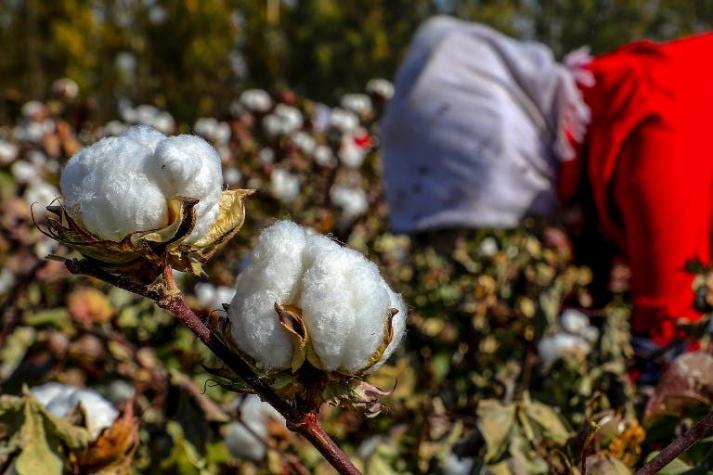 No sólo para ropa: Comer algodón podría dentro de poco convertirse en una realidad