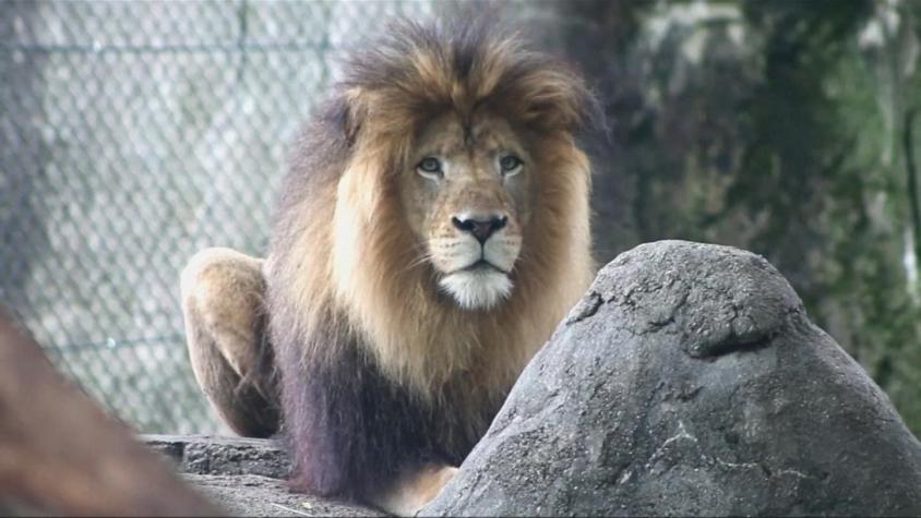 Una leona mata al padre de sus 3 cachorros en un zoológico en Estados Unidos