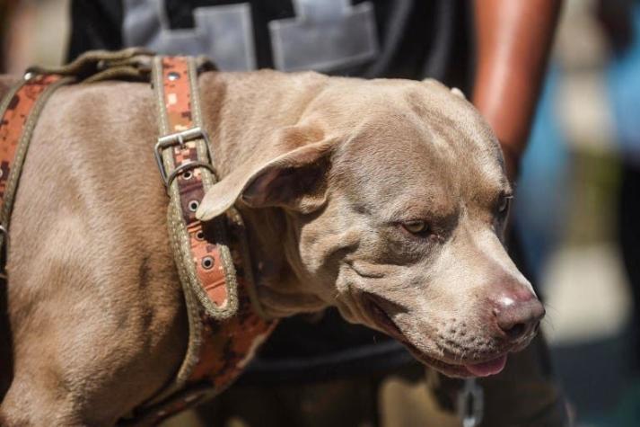 [FOTOS] "Bolillo", el perro que viaja con la caravana de migrantes hondureños