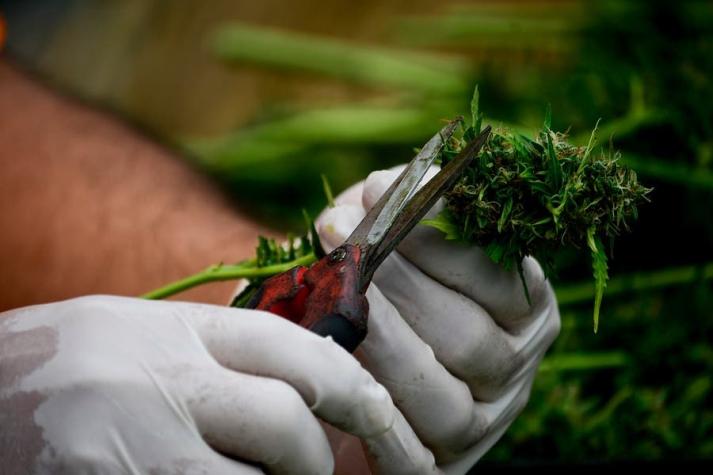 Plantación legal de cannabis: las autorizaciones que ha dado el SAG (y cuáles son los requisitos)