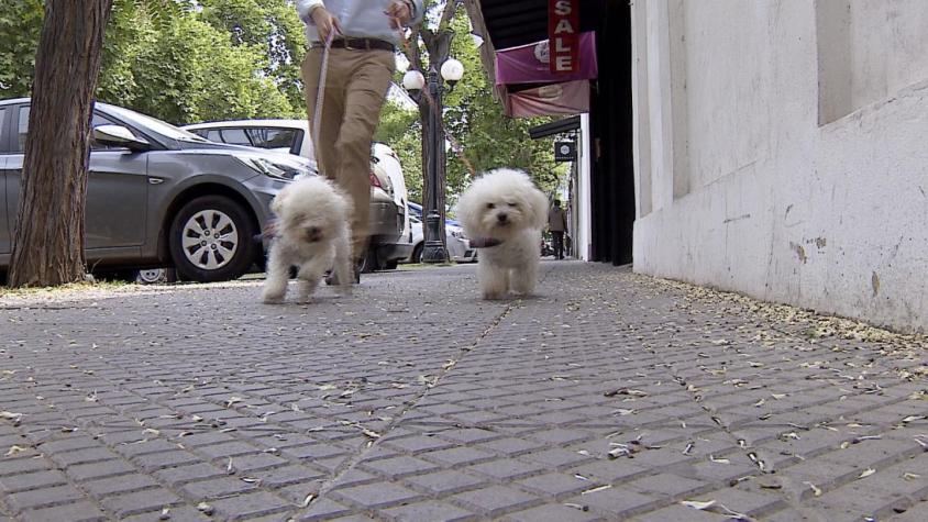 [VIDEO] La ruta de los locales que aceptan mascotas