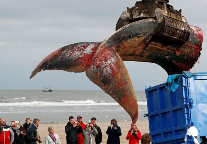 Por primera vez en 20 años una ballena aparece muerta en costas de Bélgica