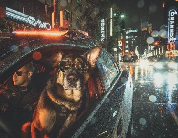 [FOTOS] La unidad canina de la policía de Vancouver realiza inédito calendario